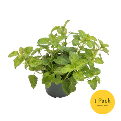 Lemon Balm | Live Herb in 4 Inch Nursery Pot | Melissa Officinalis