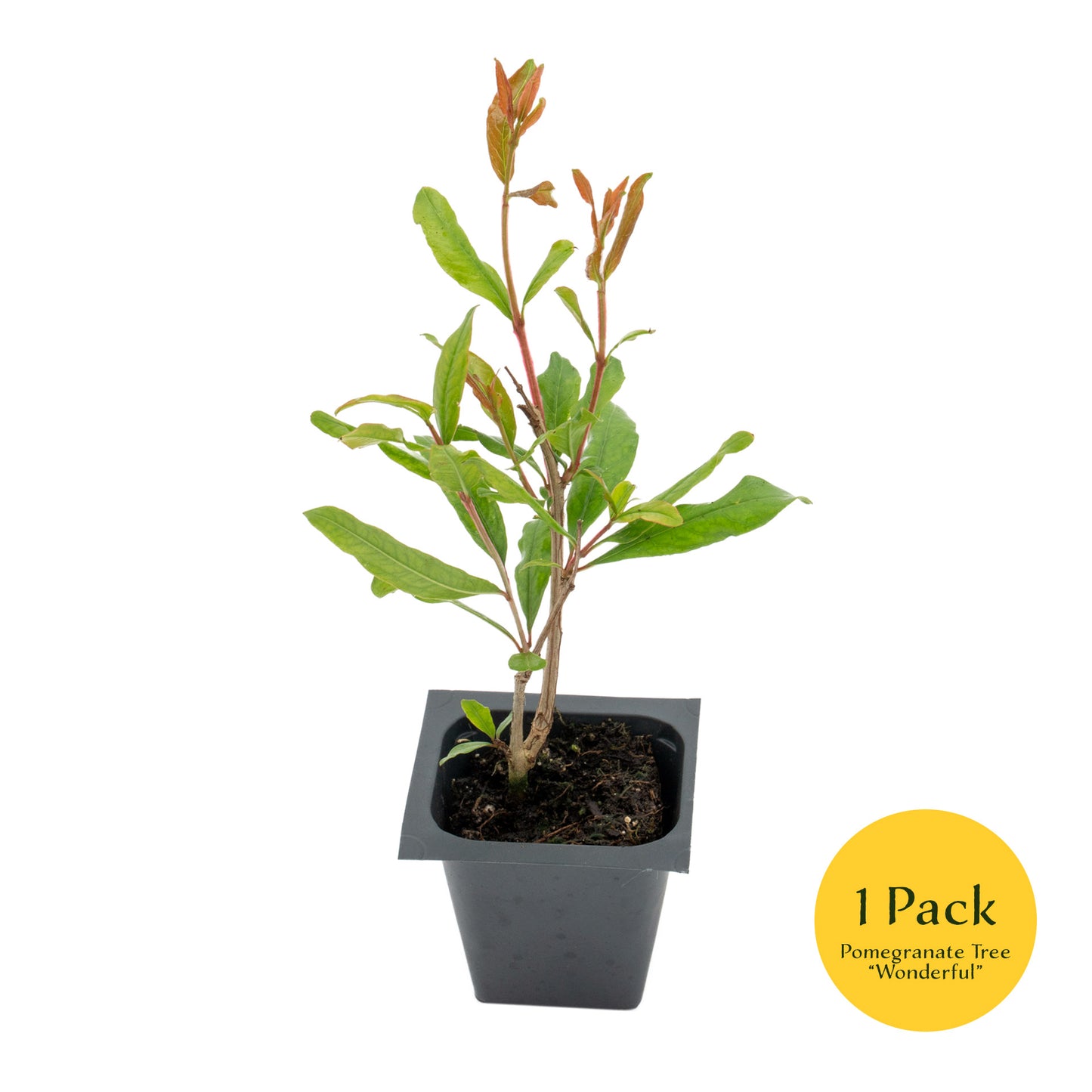Pomegranate "Wonderful" Tree | Live Sapling in 2.5 Inch Nursery Cube | Punica Granatum 'Wonderful'