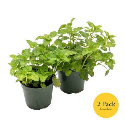 Lemon Balm | Live Herb in 4 Inch Nursery Pot | Melissa Officinalis