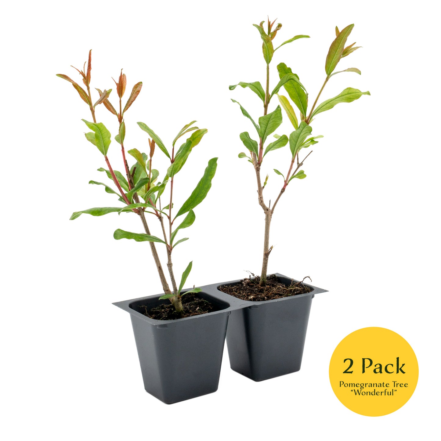 Pomegranate "Wonderful" Tree | Live Sapling in 2.5 Inch Nursery Cube | Punica Granatum 'Wonderful'
