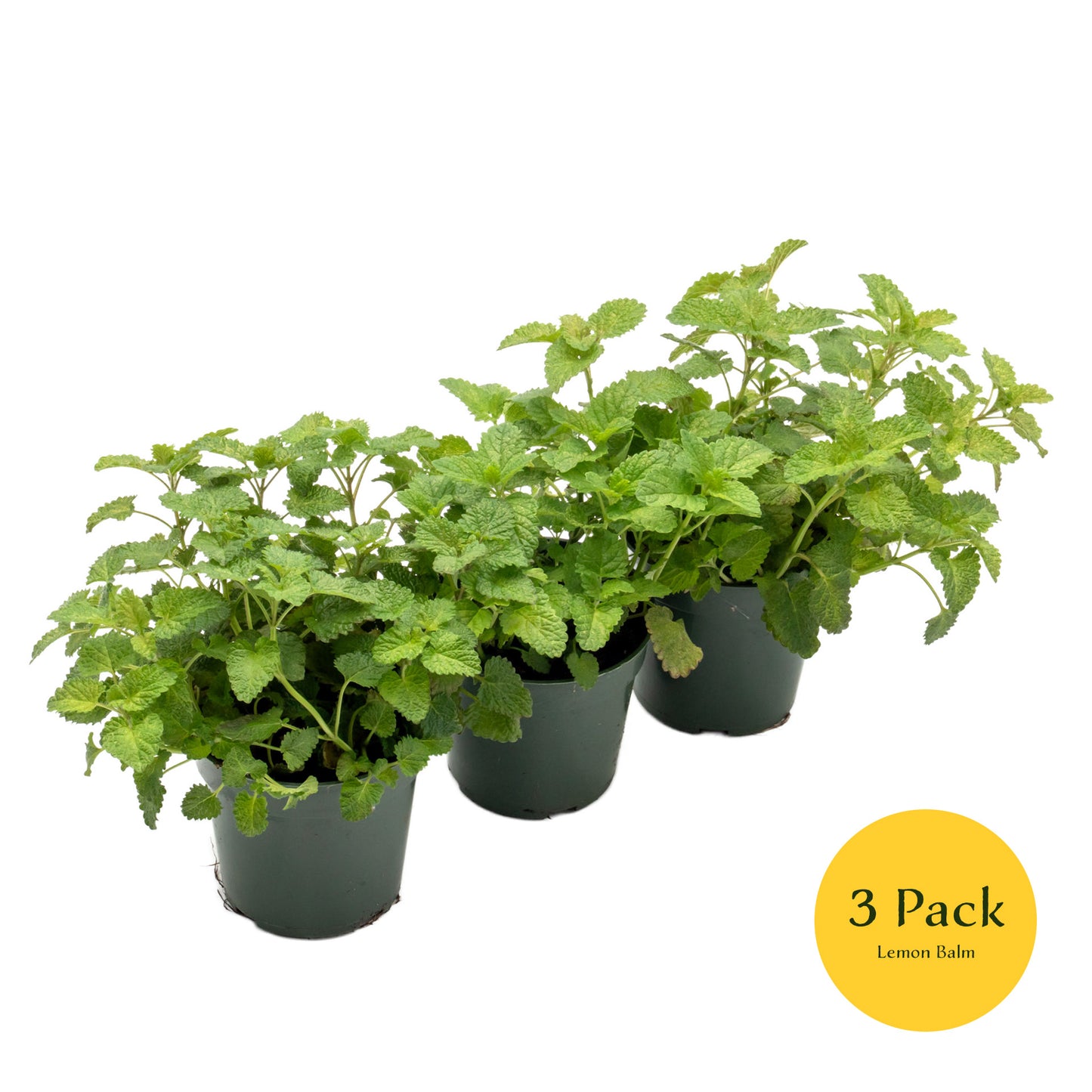 Lemon Balm | Live Herb in 4 Inch Nursery Pot | Melissa Officinalis