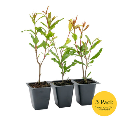 Pomegranate "Wonderful" Tree | Live Sapling in 2.5 Inch Nursery Cube | Punica Granatum 'Wonderful'