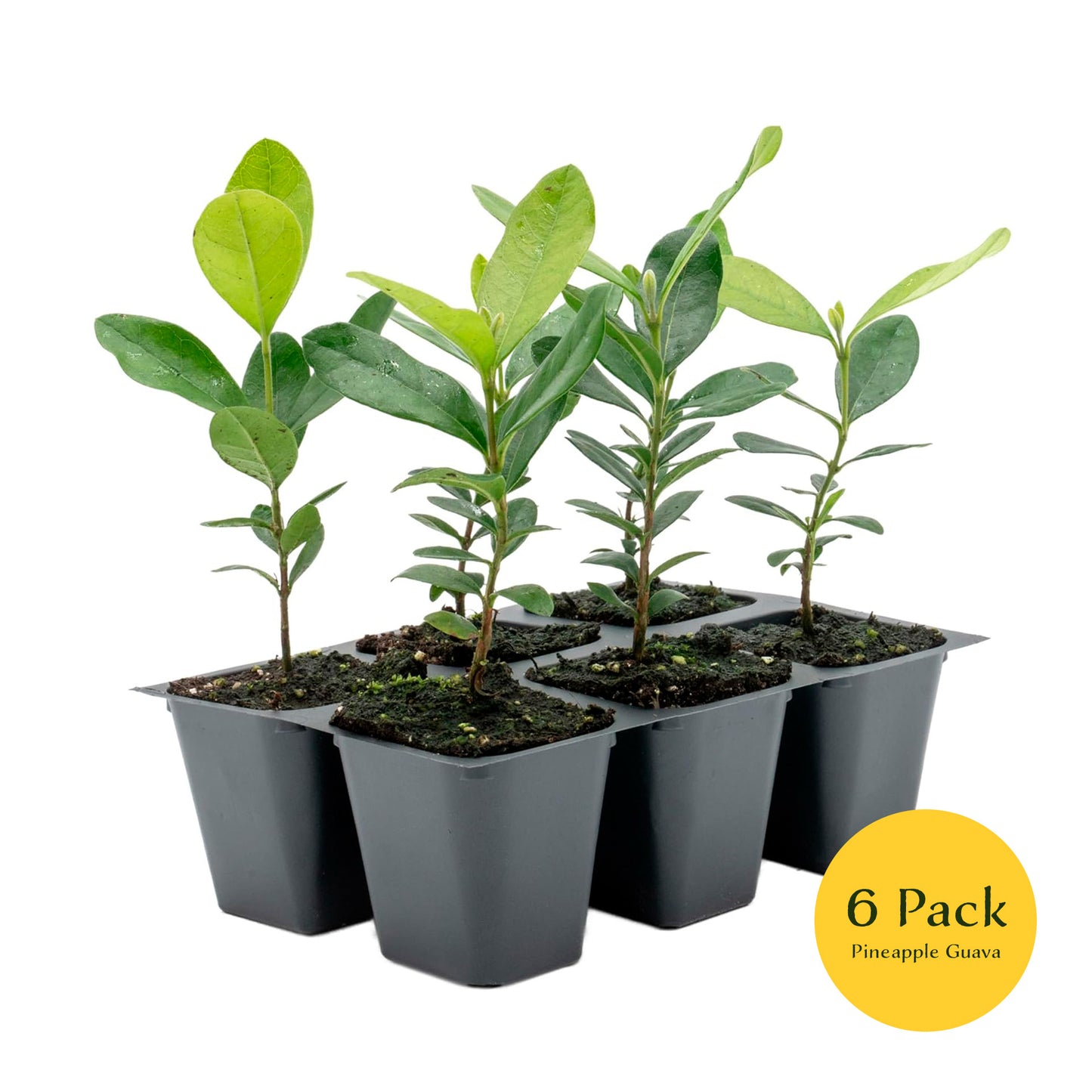 Pineapple Guava (Feijoa) Tree | Live Sapling in 2.5-inch Nursery Cube | Feijoa Sellowiana