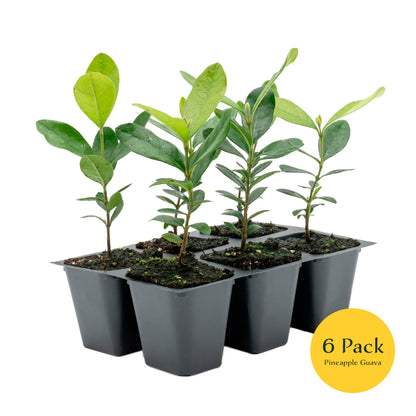 Pineapple Guava (Feijoa) Tree | Live Sapling in 2.5-inch Nursery Cube | Feijoa Sellowiana