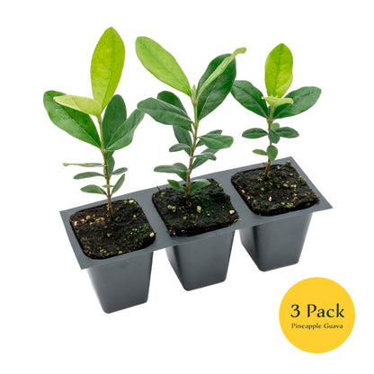 Pineapple Guava (Feijoa) Tree | Live Sapling in 2.5-inch Nursery Cube | Feijoa Sellowiana