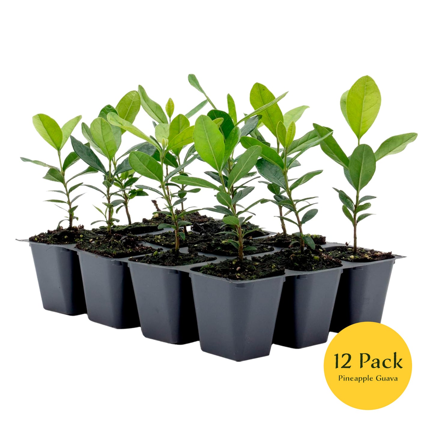Pineapple Guava (Feijoa) Tree | Live Sapling in 2.5-inch Nursery Cube | Feijoa Sellowiana