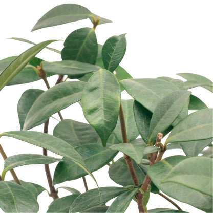 Star Jasmine | Live Plant in 2.5 Inch Nursery Cube | Trachelospermum Jasminoides