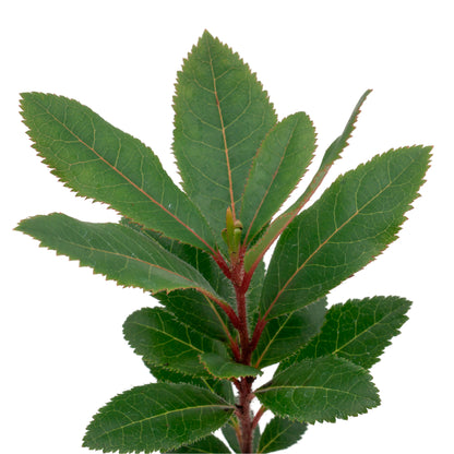 Strawberry Tree | Live Sapling in 2.5 Inch Nursery Cube | Arbutus Unedo