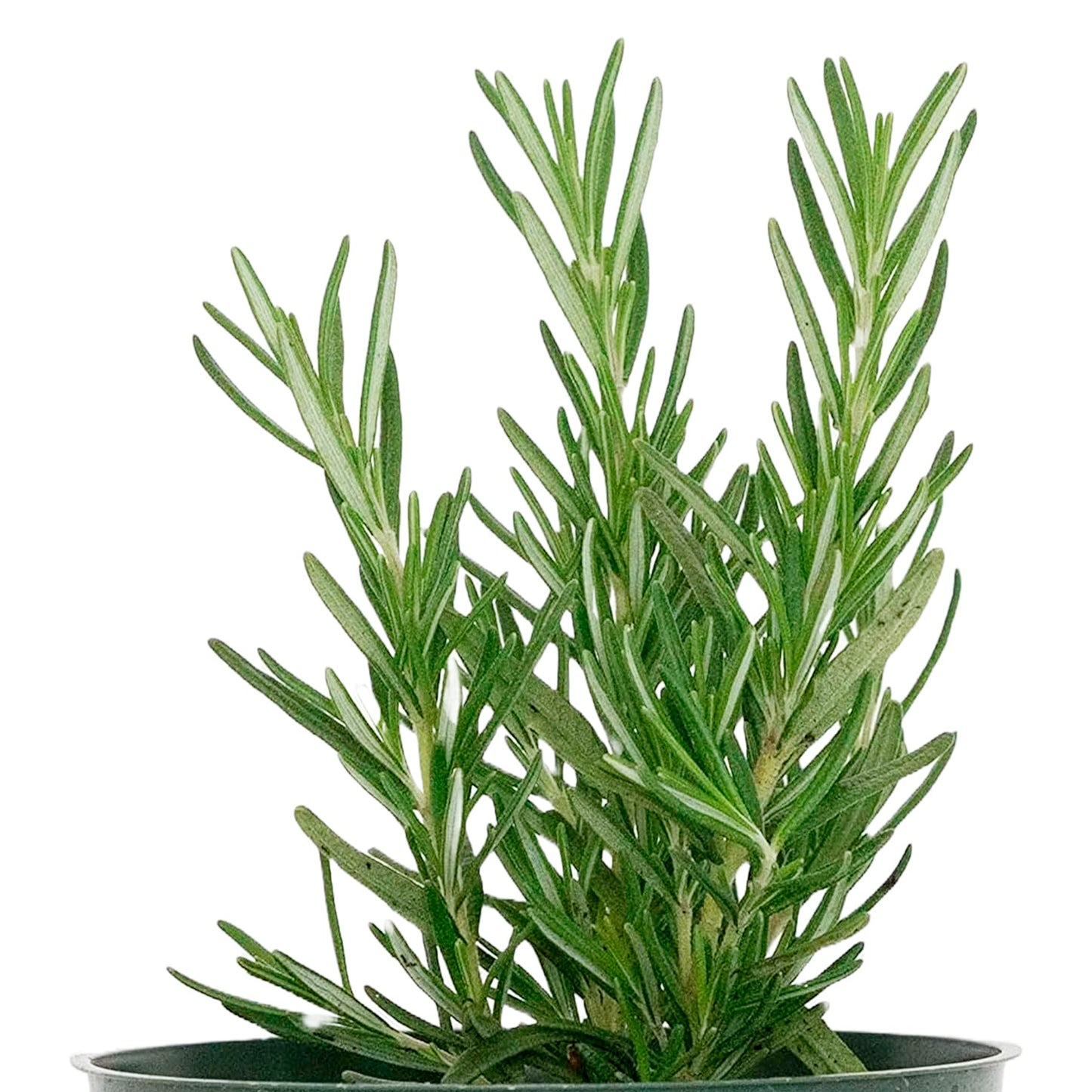Tuscan Blue Rosemary | Live Herb in 4 Inch Nursery Pot | Rosmarinus officinalis